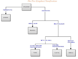 With The Help Of Flow Chart Depict Five Kingdoms Classification