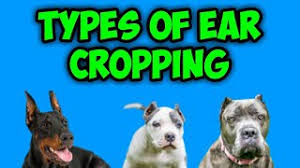 Find great deals on ebay for ear cropping. Best Of One Year S Crop Ears Near Me Free Watch Download Todaypk