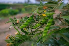 Image result for Cajanus