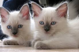 One of the largest breeds in the cat fancy, the ragdoll gets along well with children and other pets, including dogs, often living up to its name as it gets carried around the house in a child's arms. When Will My Ragdoll Cat Get Fluffy Petskb