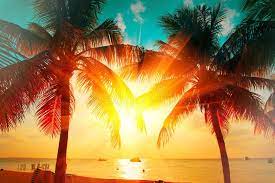 Beautiful vacation sunset, hammock silhouette with palm trees. 591 702 Palm Tree Photos Free Royalty Free Stock Photos From Dreamstime