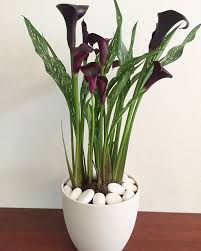 Check spelling or type a new query. Calla Lily Shopee Malaysia