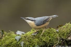 Bird That Sounds Like A Car Alarm Canada Ever Wondered What S That Bird In My Garden Why Not Try Our Online Bird Identifier Nature Wildlife Conservation Birds