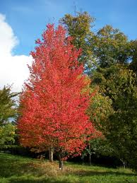 Select a location that provides at least six to eight hours of full to partial shade each day. Red Maple Tree Facts Uses And Planting Tips Dengarden