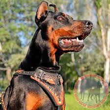 Check spelling or type a new query. Agitation Training Leather Doberman Harness With Painting Flames Painted Leather Doberman Harness Agitation Training H1fl 1105 Painted Leather Doberman Harness Flames 223 90 Big Large Dog Supplies Dog Muzzles Harnesses Collars Leashes