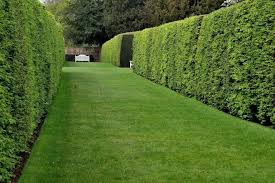 Pflanzen Als Sichtschutz Unsere Top 15 Fur Garten Balkon Sichtschutz Garten Garten Hochbeet Und Garten