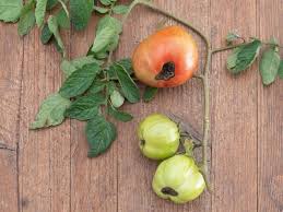 Many gardeners have seen it, but may not know why it happened. What Is Blossom End Rot A Quick Guide To Identification Treatment And Prevention