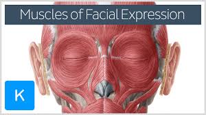 Field guide to the human body™. Facial Muscles Anatomy Function And Clinical Cases Kenhub