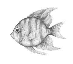 Fish Drawing Pictures 4 850 X 747 Carwad Net Fish Sketch Animal Drawings Sketches Fish Drawings