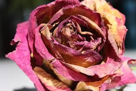 Pot pourri petales de roses. Rose Fleur Amour Floraison La Nature Des Roses Rouge Romantique Romance Petales Pot Pourri Pikist