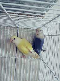 Opalimo Violeta X Lacewing Love Birds African Lovebirds Parakeet