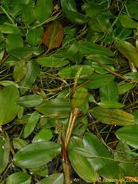 Image result for Potamogetonaceae