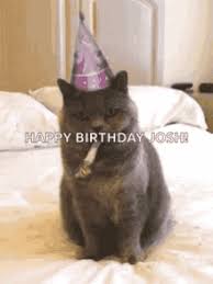Grumpy Cat Happy Birthday Meme Gifs Tenor