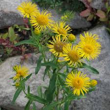 Image result for Inula