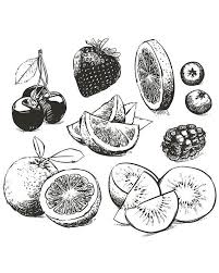 Black And White Outline Orange Clip Art Food Sketches Hand Drawn Collection Of Fruits Sketch Outline Hand Drawn Fruit Vector Orange Berrie Sketches Fruit Sketch Art Sketches