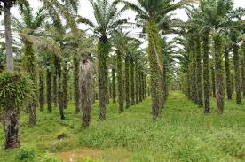 Image result for Elaeis