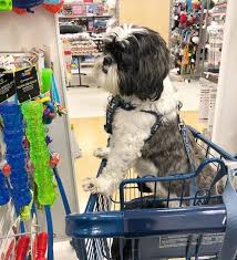 +% equipment enhance good success. Shopping Isn T Always Ruff These Stores Are Surprisingly Dog Friendly
