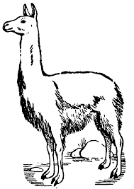 Pin On Guanacos