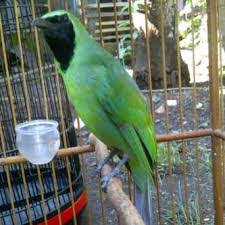 Penanganan burung cucak hijau yang mengalami kelumpuhan. 76 Gambar Burung Cak Ijo Terlihat Keren Gambar Pixabay