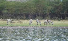 The lake is surrounded by forests of the yellow barked acacia xanthophlea, known as the yellow fever tree. Lake Naivasha Nationalpark Bei Nairobi Kenia