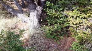The evergreen huckleberry can be found along the kamassa river (going through lemoyne and new hanover). Evergreen Huckleberry Vaccinium Ovatum Youtube