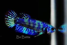 The u/alien_betta community on reddit. Blue Hybrid Alien Avatar Be Betta Alien Fish Betta Fish Cool Fish