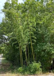 Image result for Oxytenanthera abyssinica