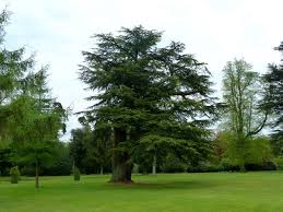 أشجار الأرز وخضرة الربيع ـ لبنان golf courses tourism field
