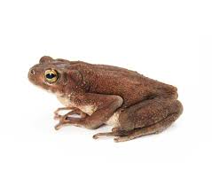 For those days when you want to ask your team download zoom video background. Care And Breeding The Yellow Spotted Climbing Toad Reptiles Magazine