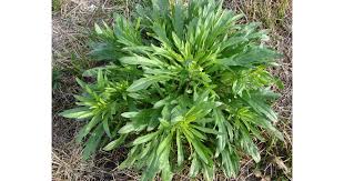 Image result for Conyza