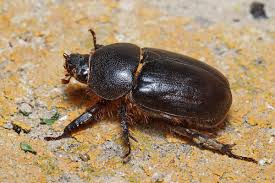 Image result for Pentodon