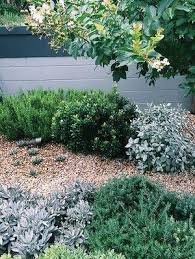 Top Trios In Peter Fudge S Garden Foreground Kalanchoe Tomentosa Crassula Ovate Westringi Australian Native Garden Native Garden Succulent Landscape Design