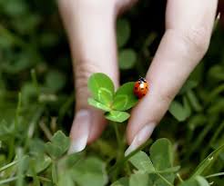 Horoscope Fr Coccinelle Porte Bonheur Trefle