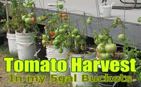 You don't want to use, say a bucket that held driveway sealant in it. My 5 Gallon Tomato Bucket Harvest Steemit