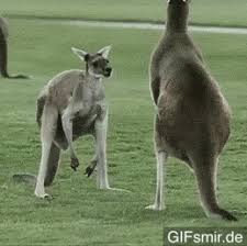 Share the best gifs now >>> 10 Tier Gifs Die Du Niemals Vergessen Wirst Gifsmir