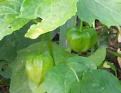 If space allows, several kinds of small trees provide variation in foliage texture, flowers and showy fruit. Growing Chinese Lantern Flowers How To Grow Chinese Lanterns Plants From Seeds