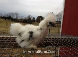 I also know many seniors. Chicken Breeds Different Types Of Chickens For Your Flock Mranimal Farm