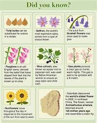 Pin By Flower S Toronto On Did You Know Flowers Crocus Flower Blue Bell Flowers