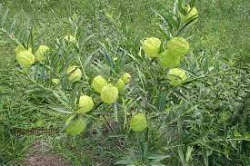 Image result for Gomphocarpus physocarpus