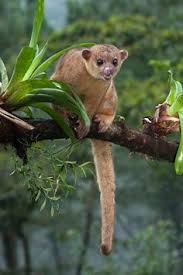 120 Animals In Central America Ideas Animals South America Animals Central America