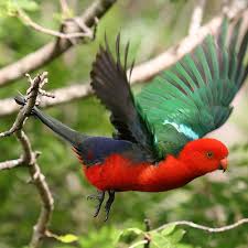Australian Birds In Flight Images Male King Parrot In Flight Australian Birds Animals Parrot