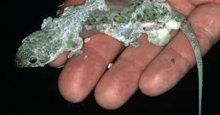 Fish Scale Gecko Geckolepis Maculata Gecko Reptiles Fish Scales