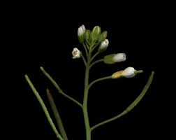 Image result for Arabidopsis thaliana