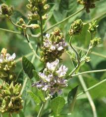 Image result for Lessertia macrostachya