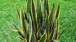 The plant grows out from rhizomes which mass together and multiply as the plant gets older. Why Is My Snake Plant Not Growing Well Here S Why