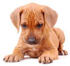 Rhodesian Ridgebacks For Sale Rhodesian Ridgeback Puppies Vip Puppies Rhodesian Ridgeback Puppies Rhodesian Ridgeback Dog Puppies For Sale