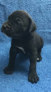 Black Blue Cane Corso Puppies For Sale Litter Of 6 Cane Corso Puppies For Sale In Phoenix Az Adn 29257 On Puppyfinder Com Gender Male S And Cane Corso Puppies Cane Corso Pitbull Puppies For Sale