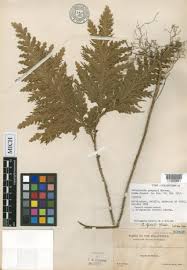 Image result for Selaginella goudotiana