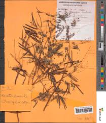 Image result for Indigofera dendroides