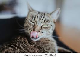 Image result for lolcats